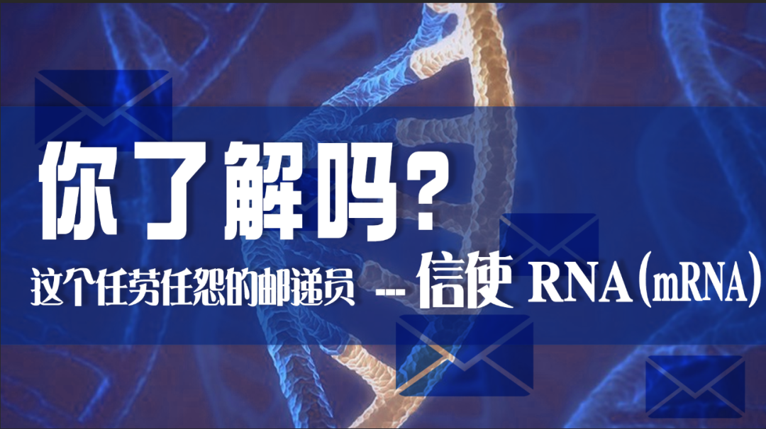 科普園地|這個任勞任怨的郵遞員——信使 RNA（mRNA），你了解嗎？